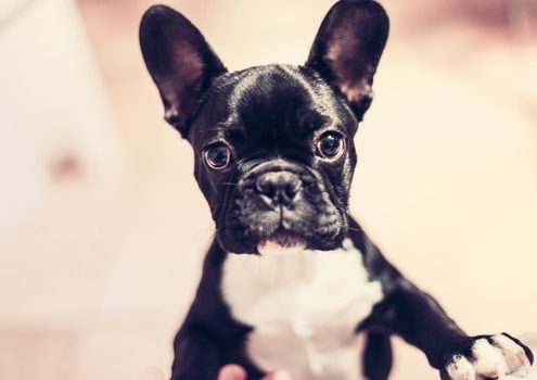 animal-dog-pet-cute-medium