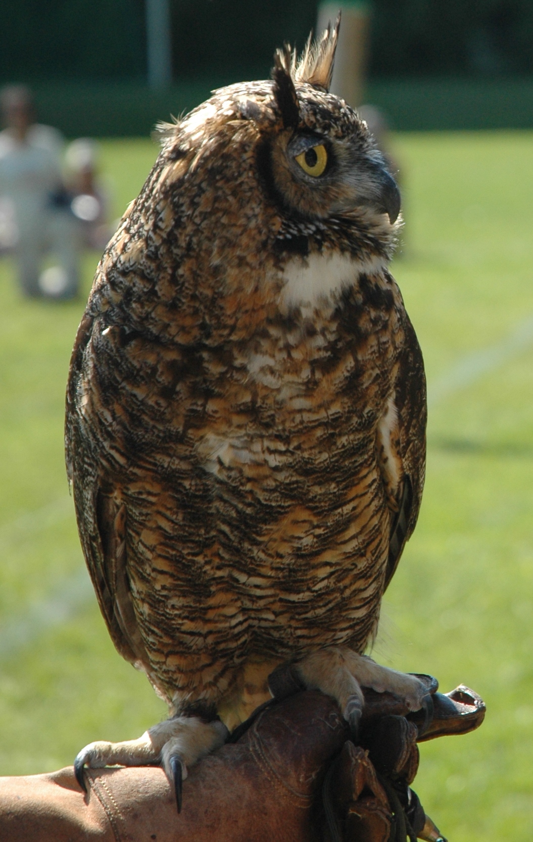 Rencontre Avec Des Oiseaux De Proie Municipalité De Saint