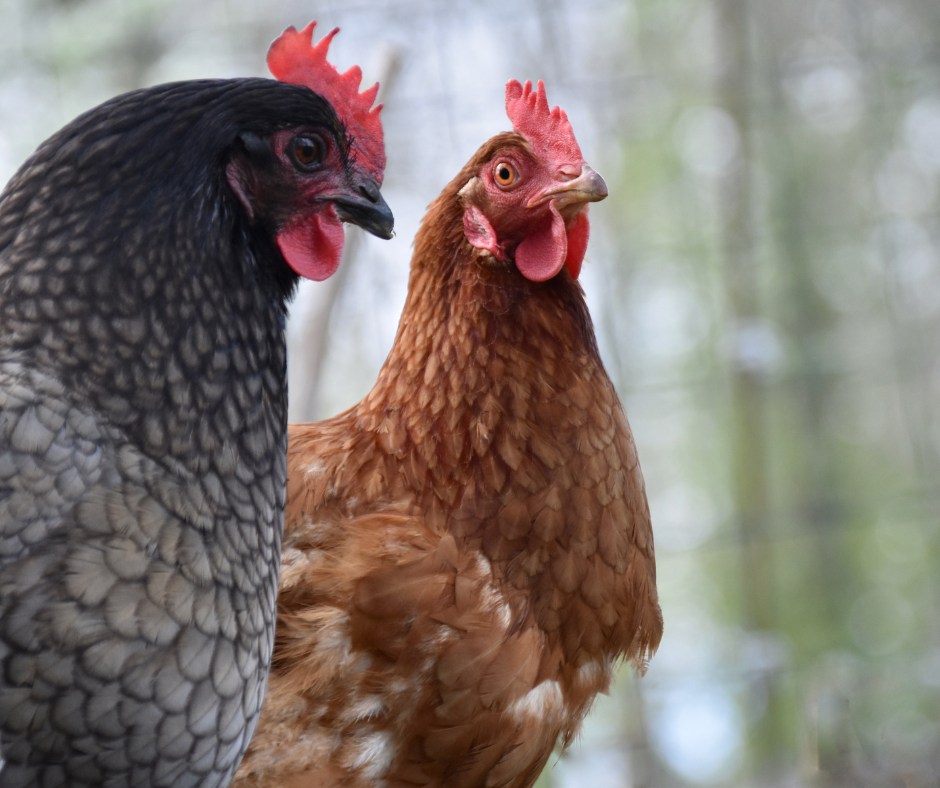 Influenza aviaire hautement pathogène